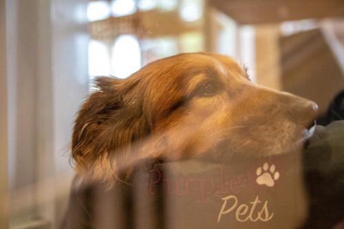 Imagen general del HOTEL DÜNENLÄUFER Carolinensiel. Foto 7