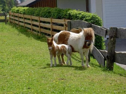 Imagen general del Hammerwirt - Forellenhof. Foto 2