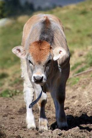 Imagen general del Haus Bergfrieden. Foto 17