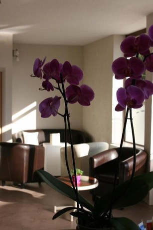 Imagen de los interiores del H&ocirc;tel Bel Horizon. Foto 20