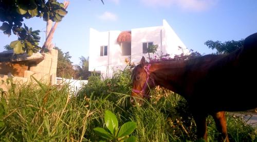 Imagen general del Hostel Humanity - Puerto Morelos. Foto 12