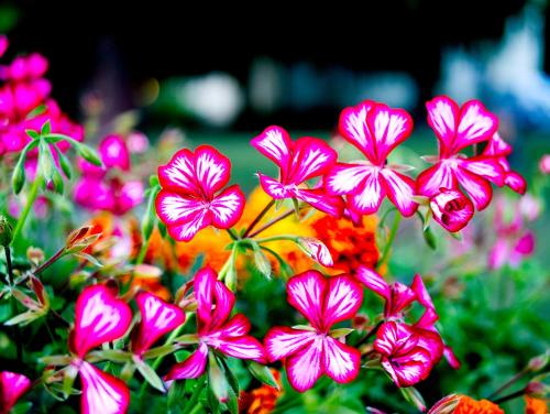 Imagen general del Hotel Albrechtshof. Foto 13