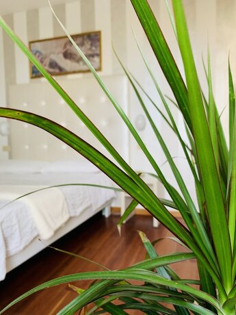 Imagen general del Hotel Baby Bed and Breakfast. Foto 8