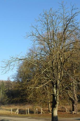 Imagen de los exteriores del Hotel Badstube. Foto 19