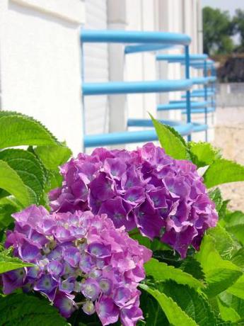 Imagen general del Hotel Coruche - Quinta Do Lago Verde. Foto 7