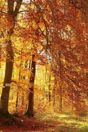 Imagen de los exteriores del Hotel De L\'Abbaye. Foto 20