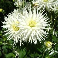 Imagen general del Hotel Forster. Foto 7