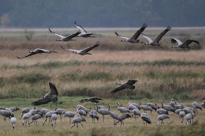 Imagen de los exteriores del Hotel Haus Kranich. Foto 18