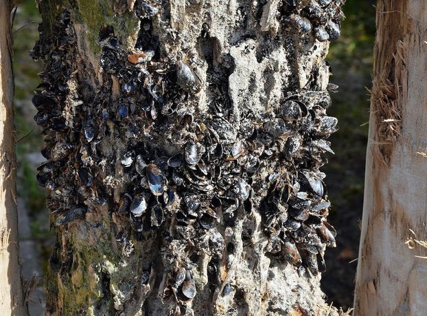 Imagen de los exteriores del Hotel Haus Kranich. Foto 19