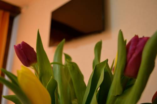 Imagen de la habitación del Hotel Jungfrau. Foto 9