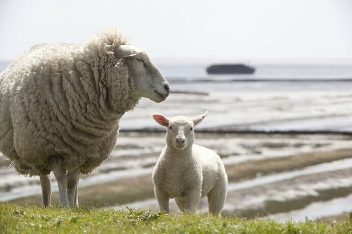 Imagen general del Hotel Landhaus Sterdeb&uuml;ll. Foto 3