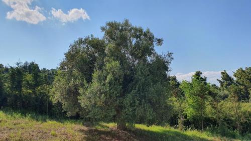 Imagen de la habitación del Hotel Pashos. Foto 18