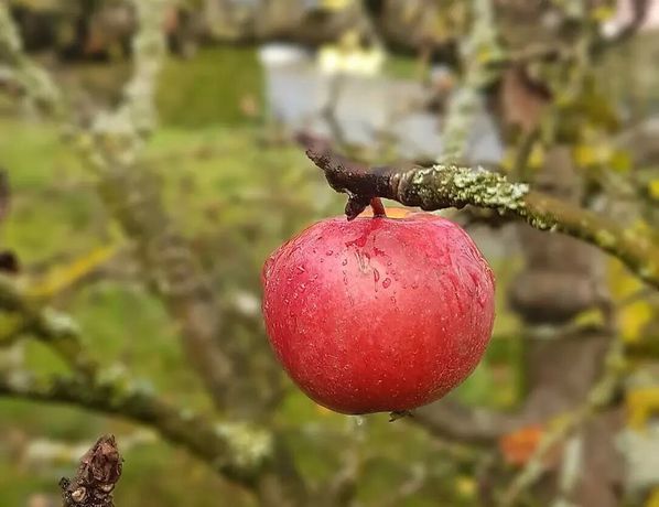 Imagen del bar/restaurante del Hotel Ponyhof. Foto 2