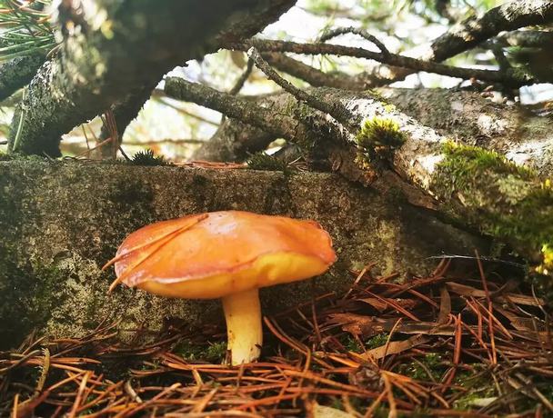 Imagen de la habitación del Hotel Ponyhof. Foto 6