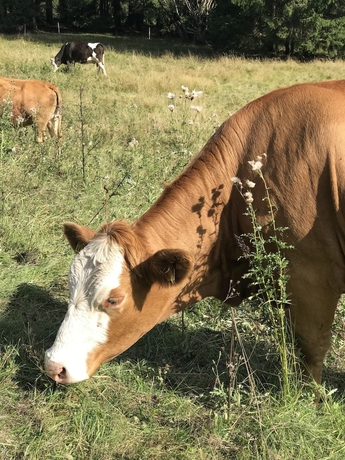 Imagen general del Hotel Spie&szlig;berghaus. Foto 2