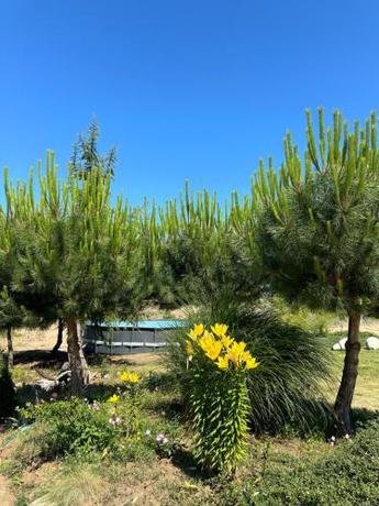 Imagen general del Hotel Surf Primorsko. Foto 15