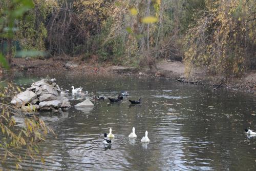 Imagen general del Hotel y Caba&ntilde;as Palomar - Caja los Andes. Foto 10