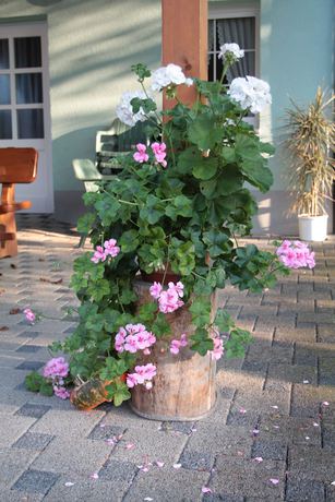 Imagen de los exteriores del Hotel-Gasthaus Engel Luttingen. Foto 14