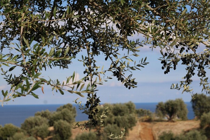 Imagen general del Il Colle Degli Ulivi. Foto 1