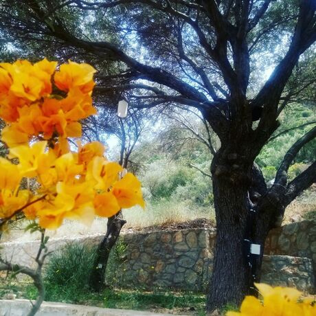 Imagen general del Ipekce Tatil Evleri. Foto 13