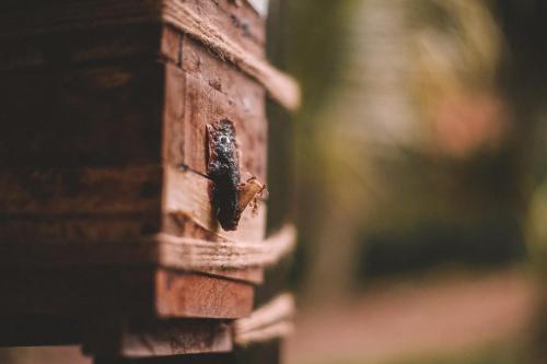 Imagen general del KANTU GARDEN LODGE. Foto 2