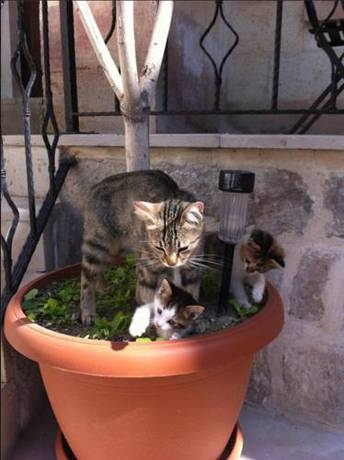 Imagen general del Karadut Cave Hotel. Foto 4