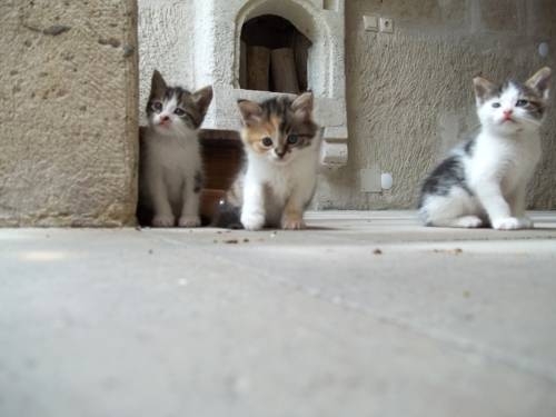 Imagen general del Karadut Cave Hotel. Foto 15