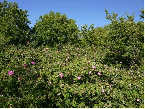 Imagen de la habitación del Kasbah Chems. Foto 5