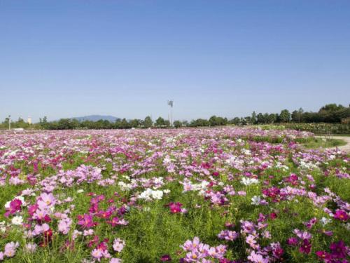 Imagen general del Kuwana Park Hotel - Vacation STAY 66850v. Foto 8