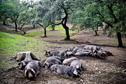 Imagen de los interiores del La Alberca. Foto 14