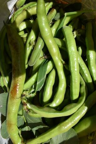 Imagen general del La Gioiosa, Calvisio. Foto 4