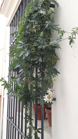Imagen de los exteriores del La Via Mezquita. Foto 6