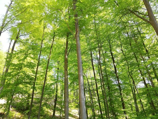 Imagen general del Landgasthaus zur Brücke. Foto 15