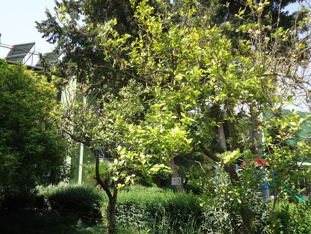 Imagen de los exteriores del Larissa Hotel Beldibi. Foto 16