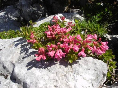 Imagen general del Leitenhausschmied. Foto 5