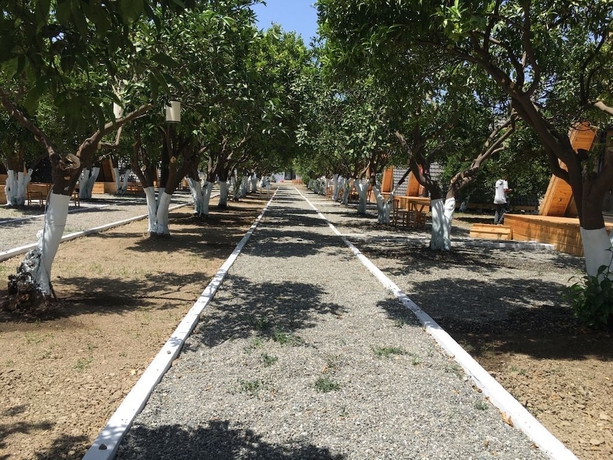 Imagen general del Limon Datca. Foto 3
