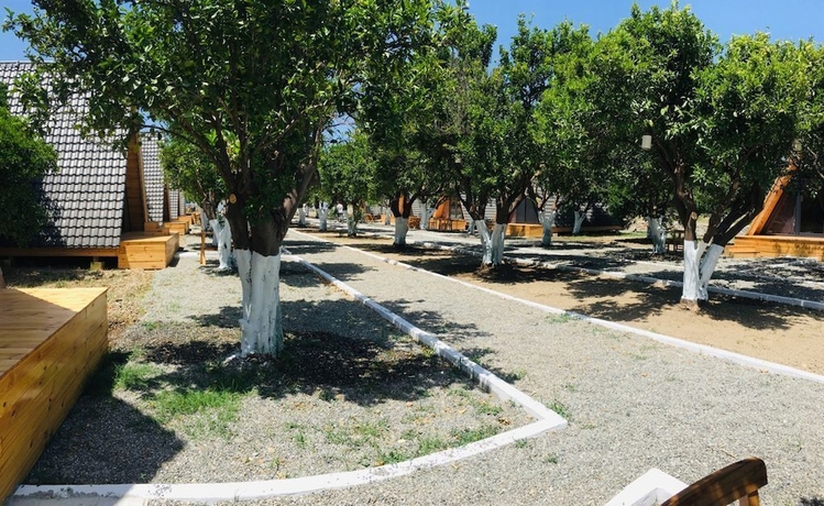 Imagen general del Limon Datca. Foto 4