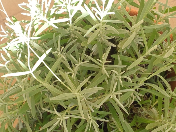 Imagen de los exteriores del Maison Re Di Roma. Foto 9