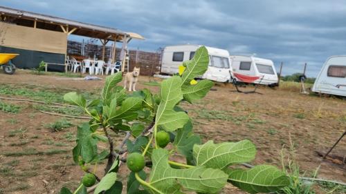 Imagen de la habitación del Makeeda Camping. Foto 20