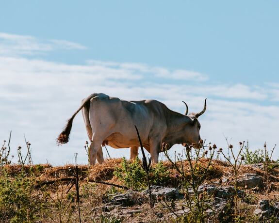 Imagen general del Masseria La Sterpina. Foto 11