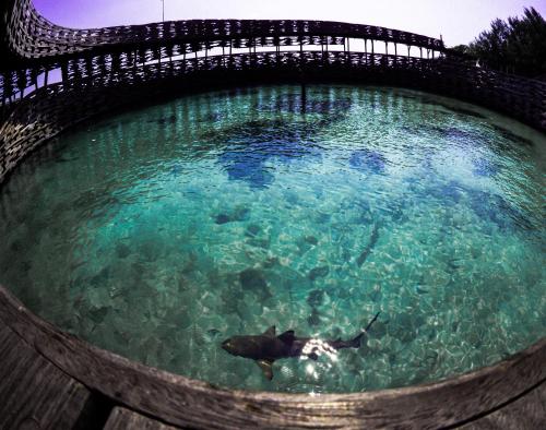 Imagen general del Mega Resort Karimunjawa. Foto 6