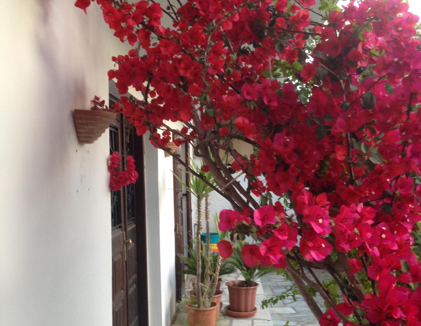 Imagen general del Mimoza Studios, Sk&iacute;athos. Foto 11