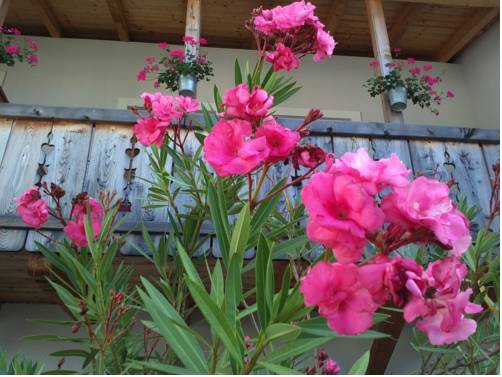 Imagen de la habitación del Mitschighof - Heidis-welt Pension, Mitschig. Foto 10