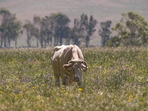 Imagen general del Molino El Mastral. Foto 4