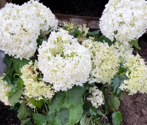 Imagen general del NYGÅRD boende. Foto 4