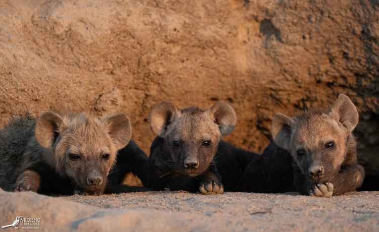 Imagen general del Nkorho Bush Lodge. Foto 45