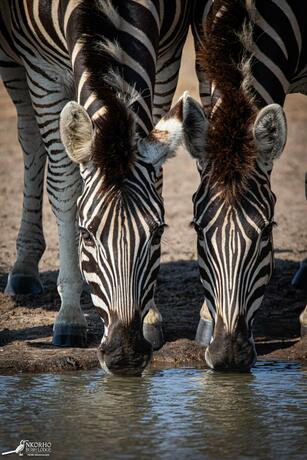 Imagen general del Nkorho Bush Lodge. Foto 47