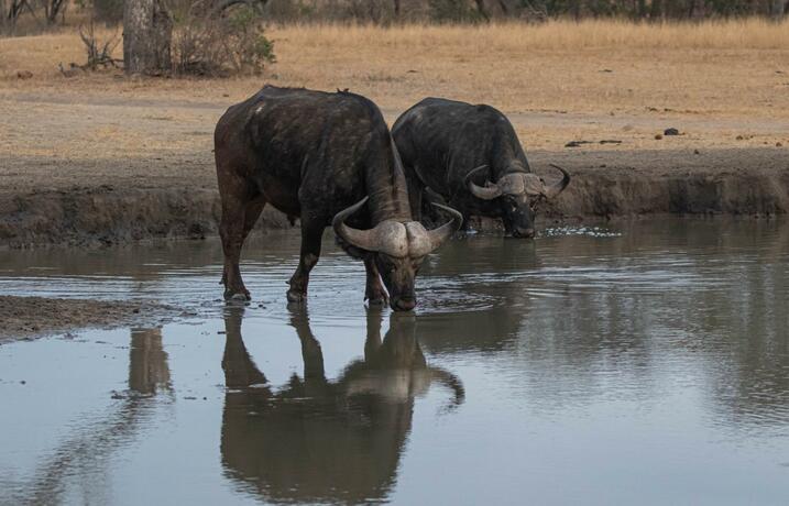 Imagen general del Nkorho Bush Lodge. Foto 50