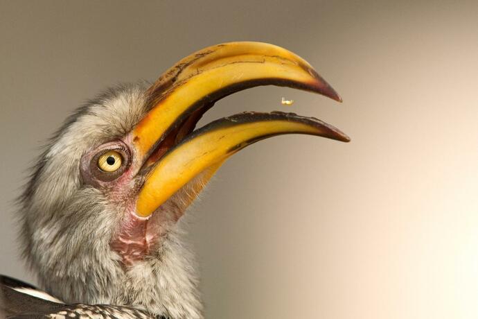 Imagen general del Nkorho Bush Lodge. Foto 61