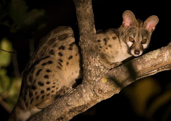 Imagen general del Nkorho Bush Lodge. Foto 69